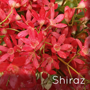 Photo of Shiraz Christmas Bush flowers